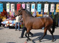 Caballo y toallas