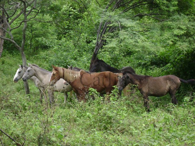 CABALLOS