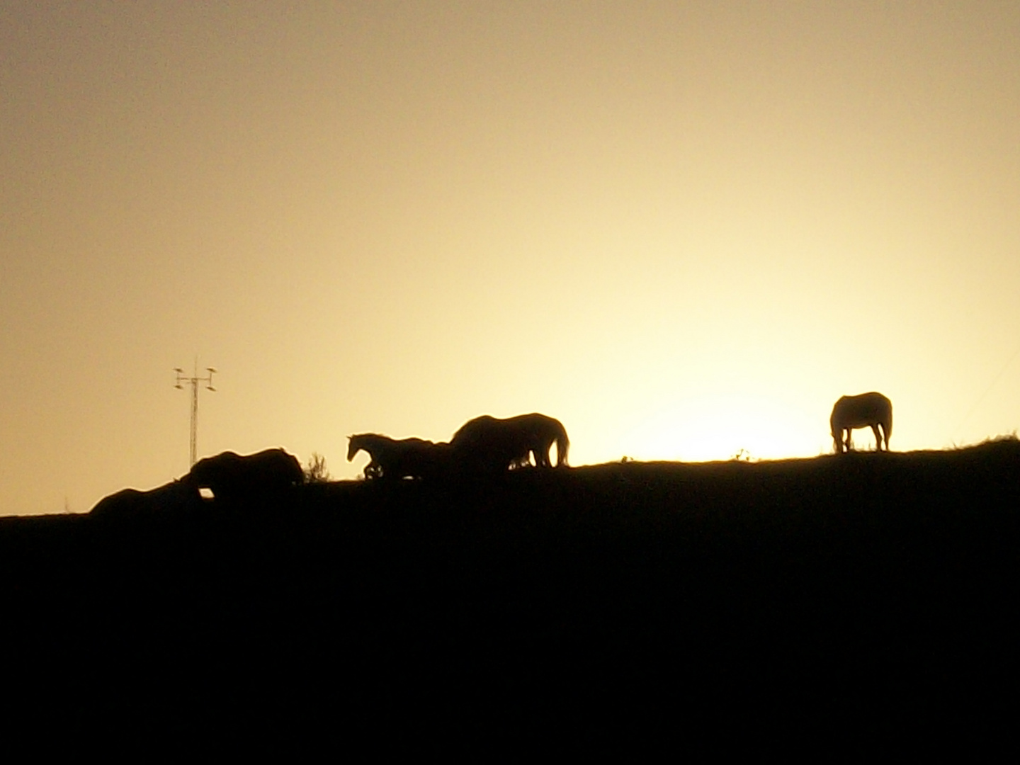 caballos