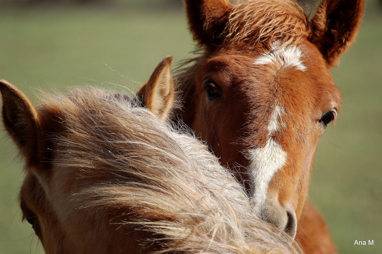 caballos