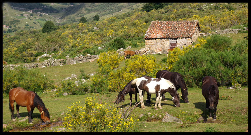 Caballos