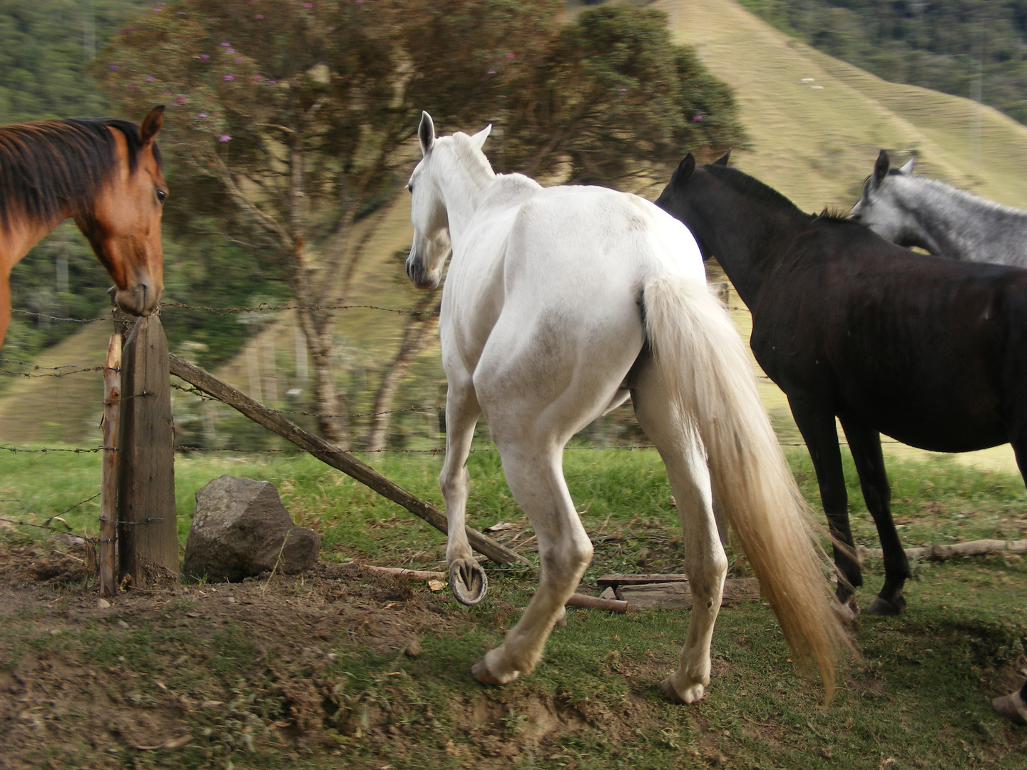 caballos