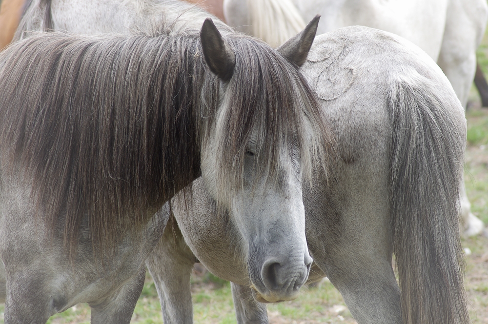 Caballos