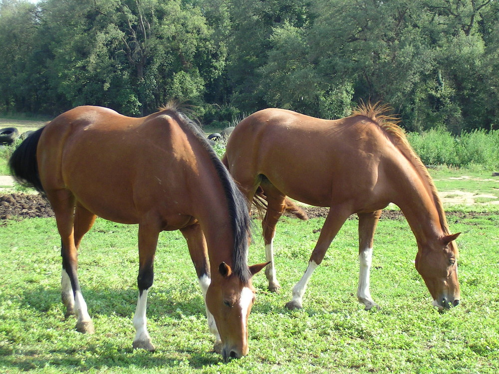 caballos