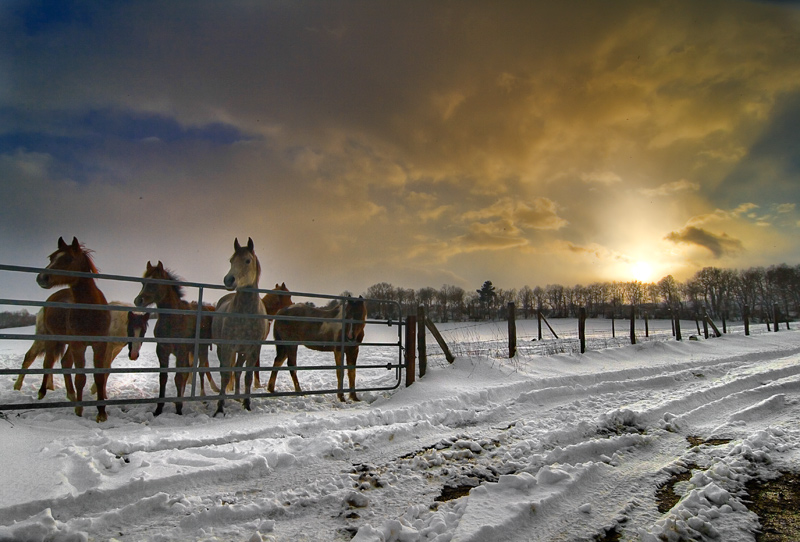 Caballos