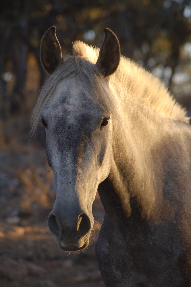 caballos
