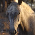 caballos