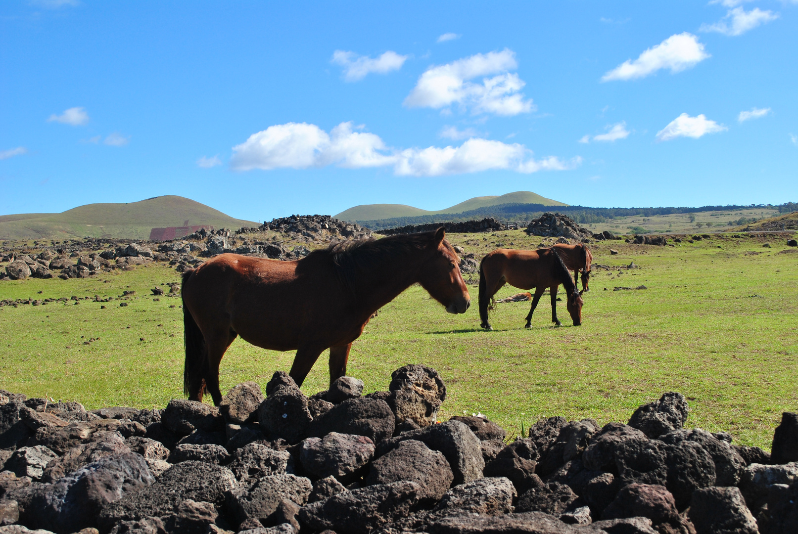 caballos