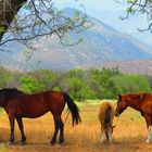 Caballos al atardecer