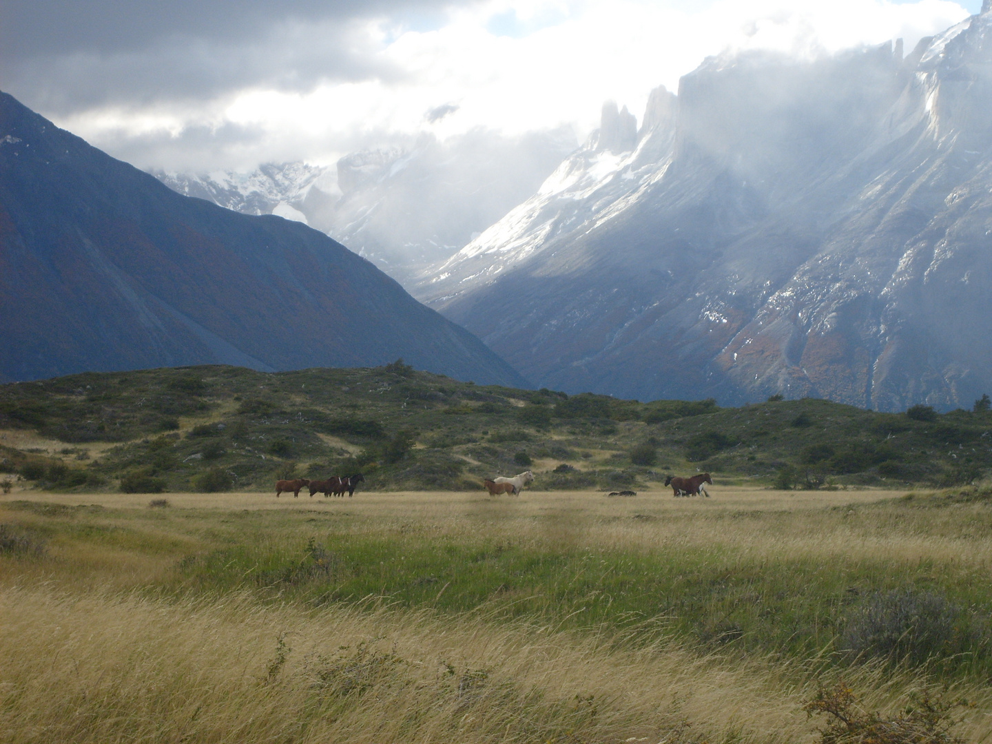 Caballos baguales en Torres del Paine - Chile