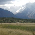 Caballos baguales en Torres del Paine - Chile