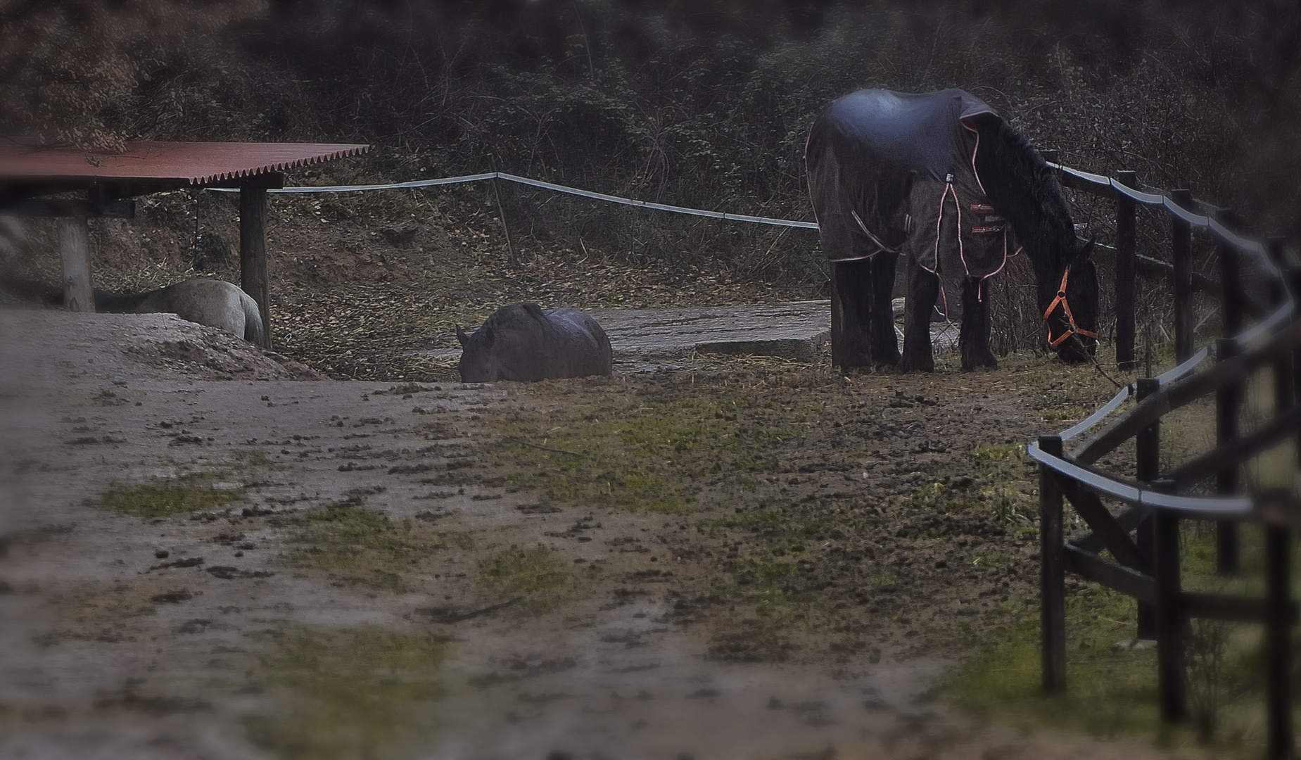 Caballos Bajo Lluvia