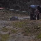 Caballos Bajo Lluvia