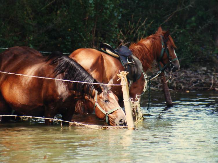 caballos bebiendo