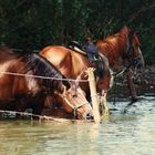 caballos bebiendo