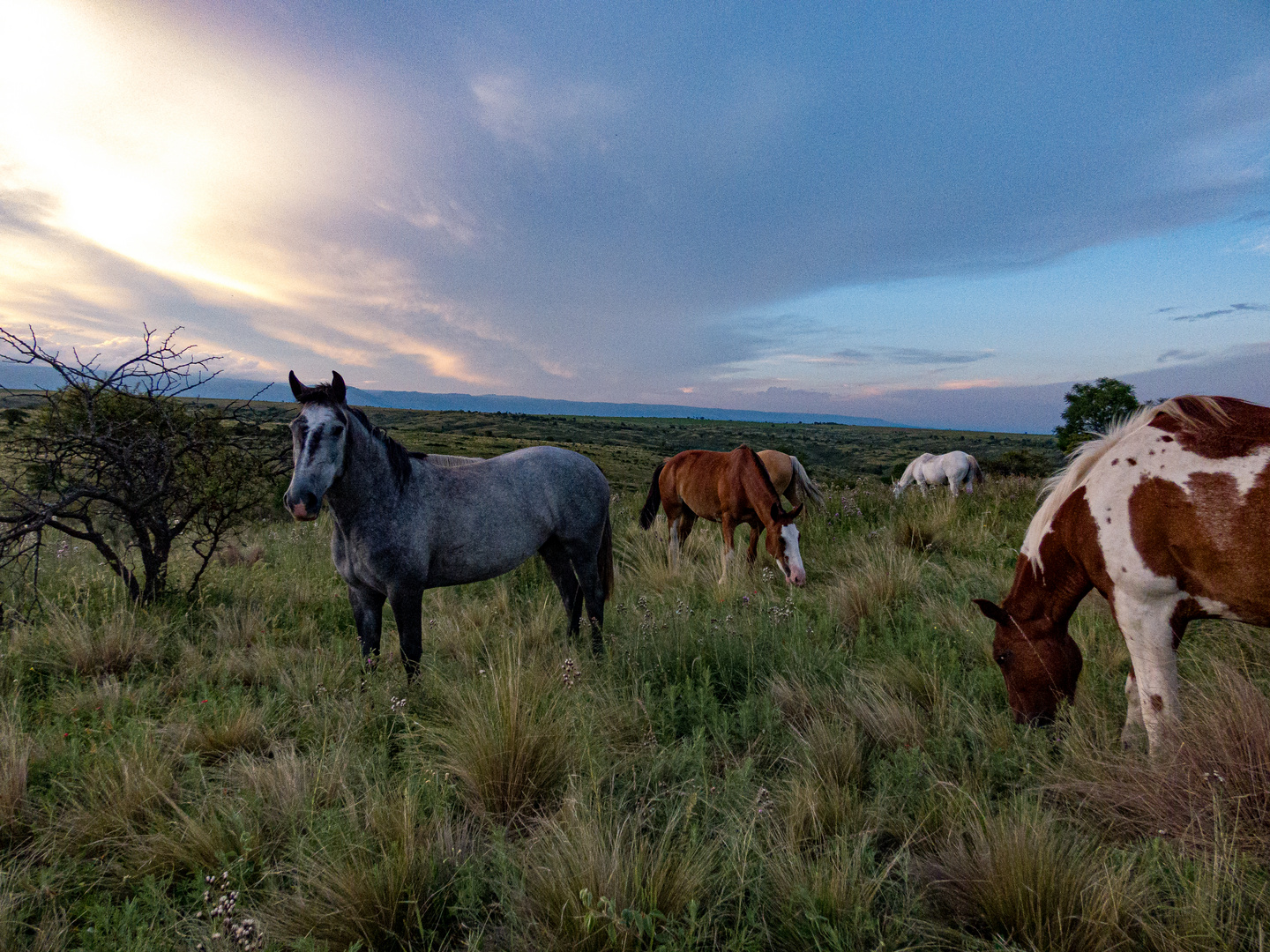 Caballos criollos