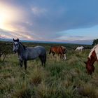 Caballos criollos