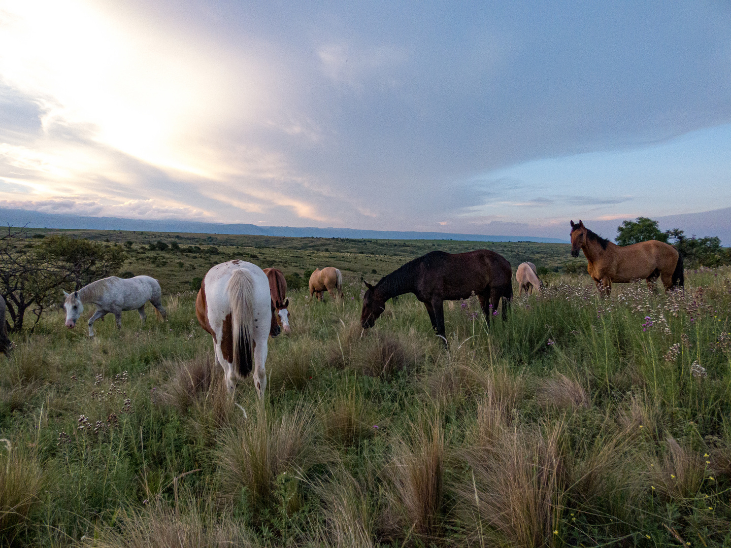 Caballos criollos