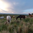 Caballos criollos