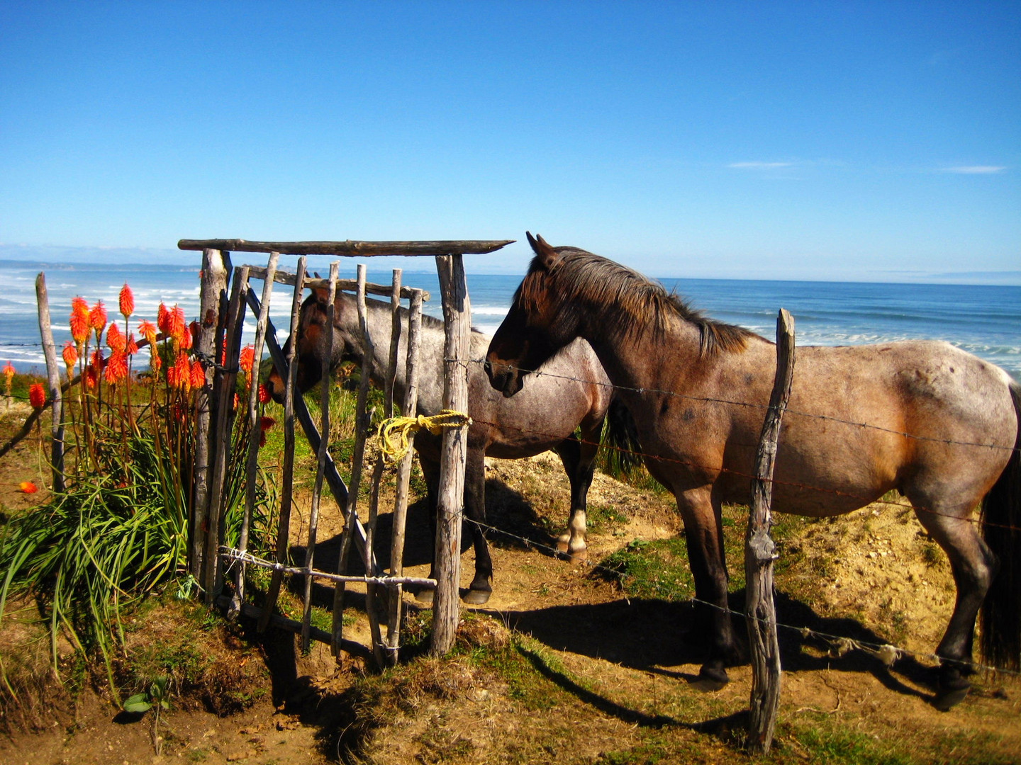 Caballos de Chiloé