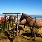 Caballos de Chiloé