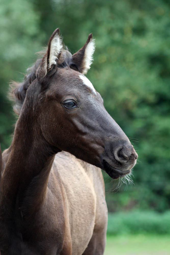 Caballos de la luz