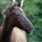 Caballos de la luz