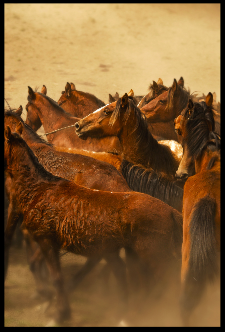 Caballos de Paramo.