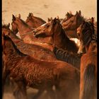 Caballos de Paramo.