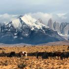 CABALLOS DEL PAINE