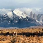 CABALLOS DEL PAINE