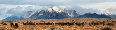 CABALLOS DEL PAINE