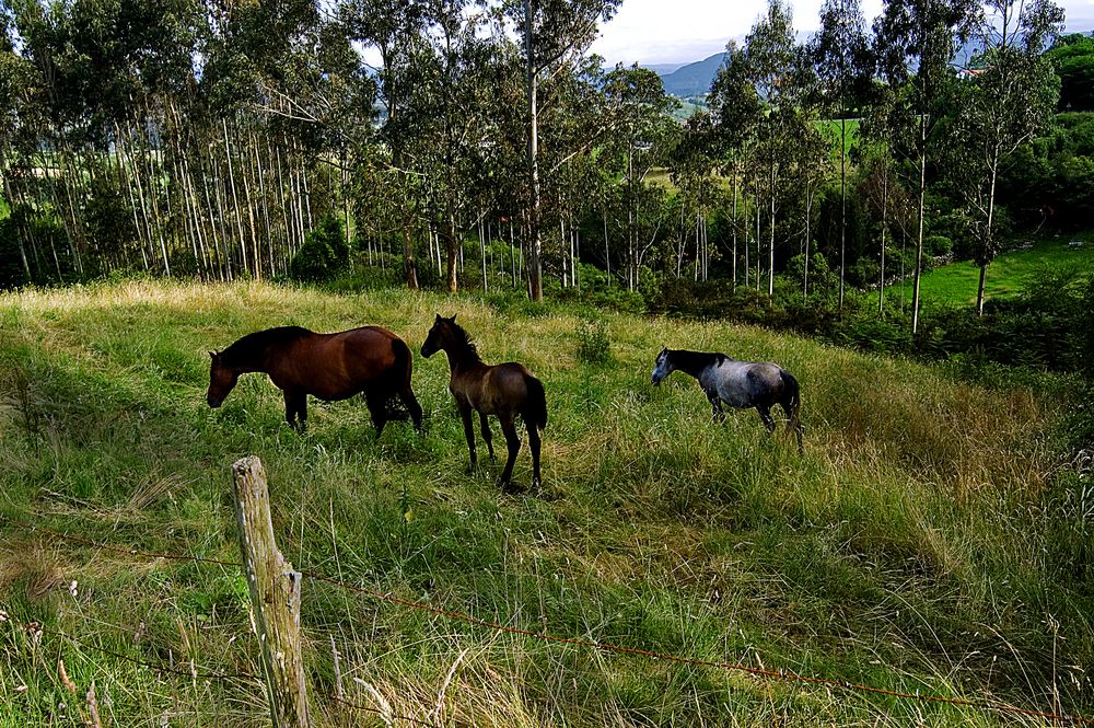 caballos del valle