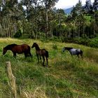 caballos del valle