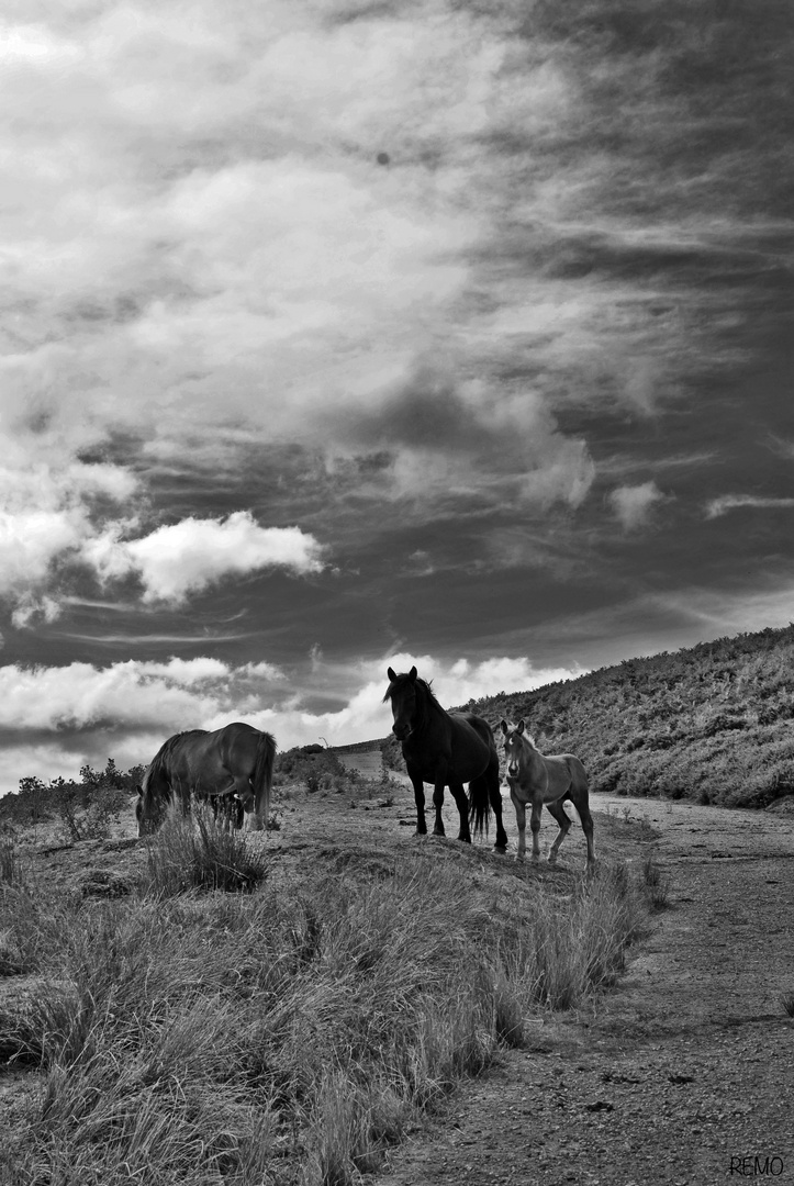 CABALLOS EN BEZANA