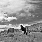 CABALLOS EN BEZANA