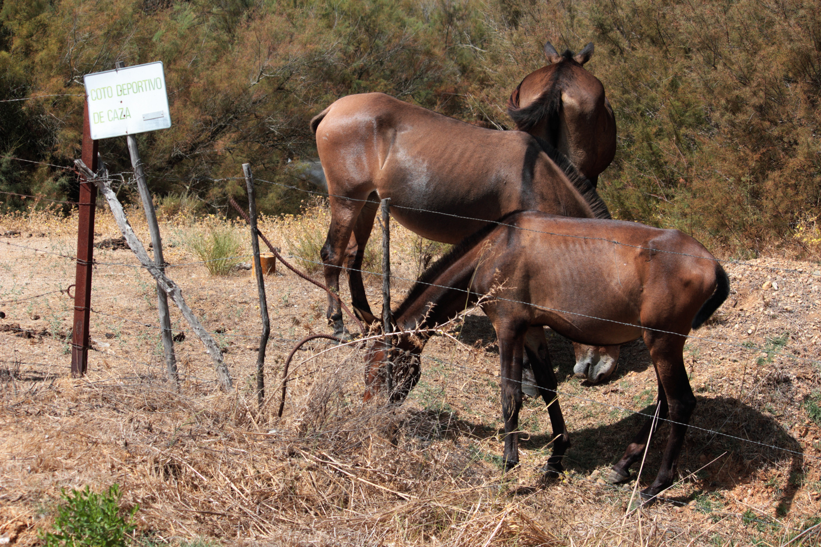 caballos en coto privado de caza. 