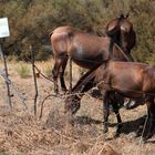 caballos en coto privado de caza. 