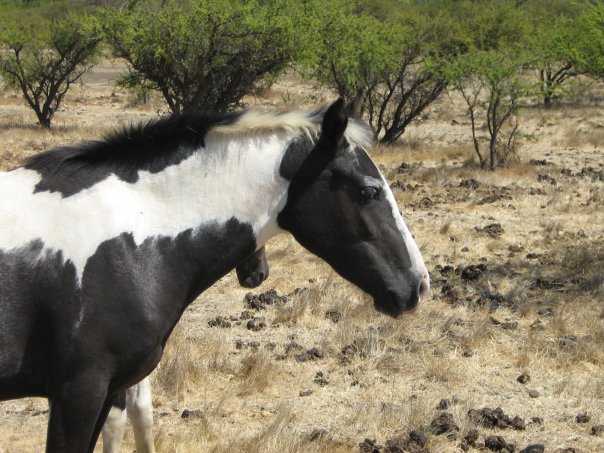 Caballos en el campo