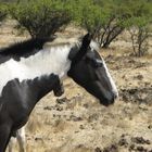 Caballos en el campo