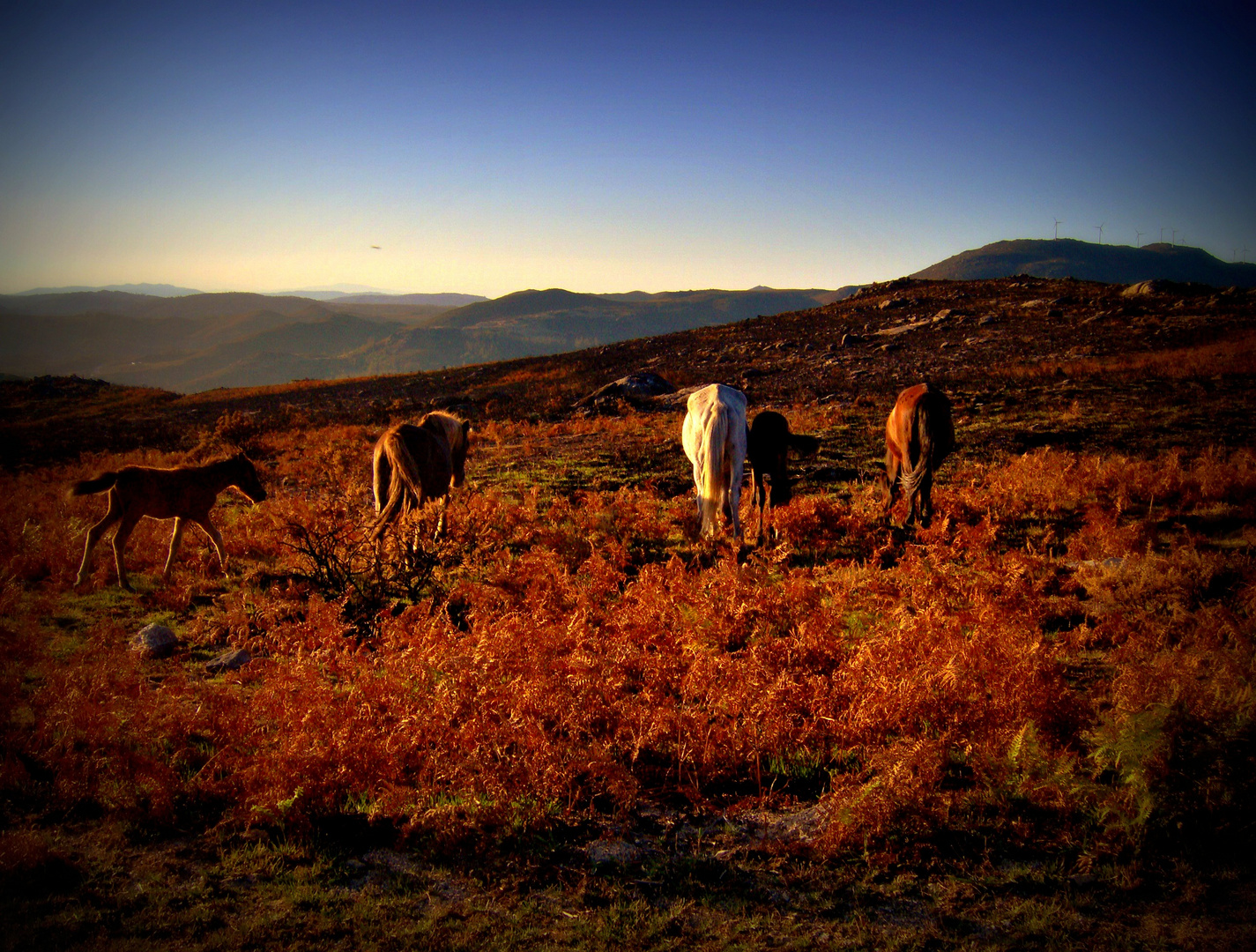 Caballos en el monte