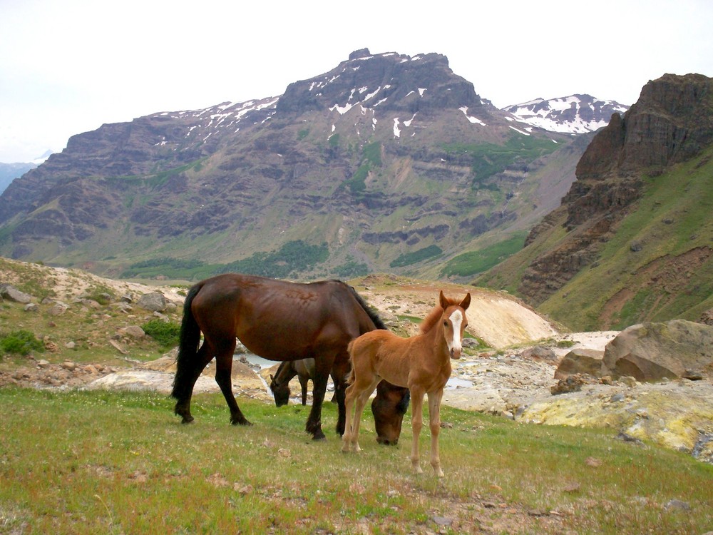 Caballos en el paso Copahue