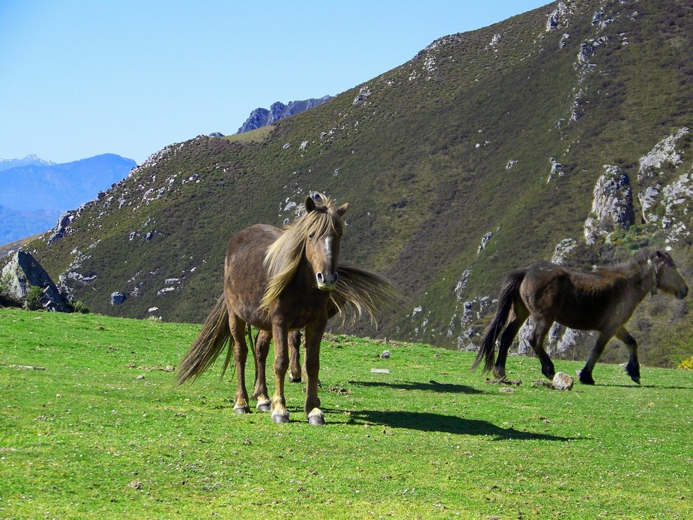 Caballos en el Pienzu