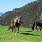 Caballos en el Pienzu