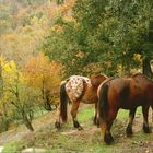 Caballos en la Garrotxa