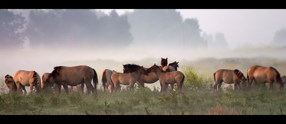 Caballos en la niebla