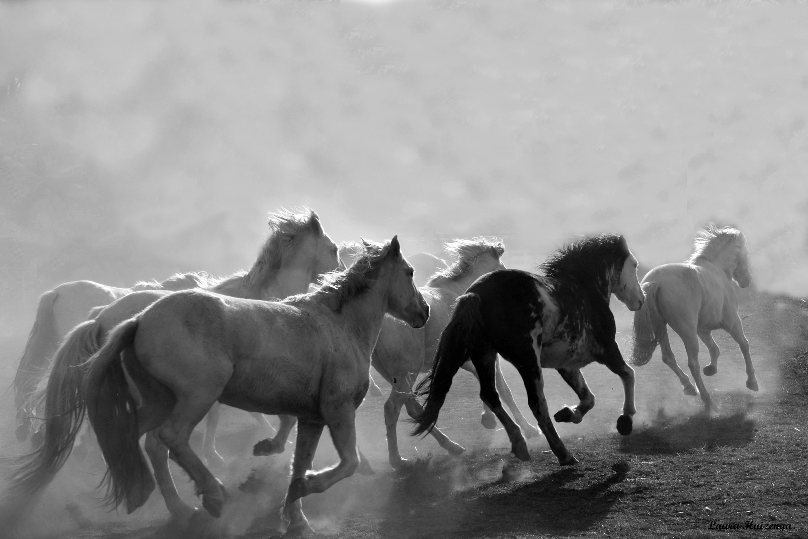 Caballos en la polvareda