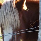 Caballos en las laderas de Jaizkibel