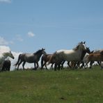 Caballos en Libertad