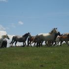 Caballos en Libertad